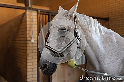 one horse gray-white color in stable Stock Photo