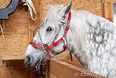 One horse gray-white Stock Photo