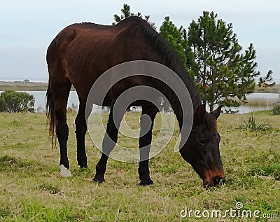 ONE HORSE IS OBSERVED IN THE FIELD EATING GRASS Stock Photo