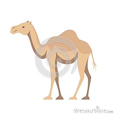 One humped camel animal of Australia Vector Illustration