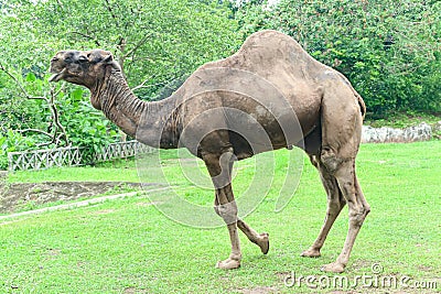 A one-humped camel stands in the Ragunan Wildlife Park Editorial Stock Photo