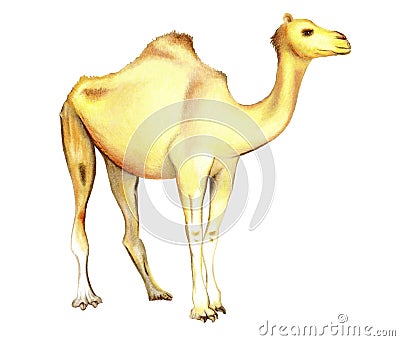 One-humped camel on a white background Cartoon Illustration