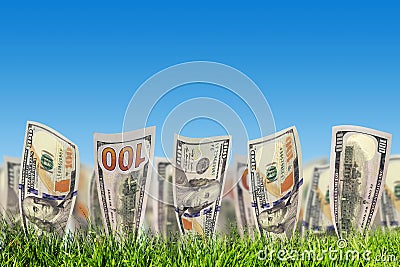 One hundred dollar banknotes growing from grass. Money Stock Photo