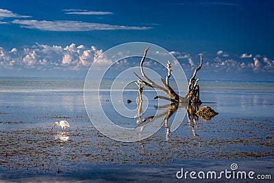 One ibis fishing in the shallow waters off Key West Stock Photo