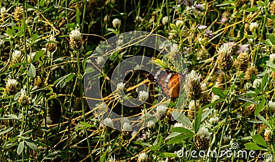 One indian butterfly trying to relax on beautiful Indian flowers field coverup with spider web Stock Photo