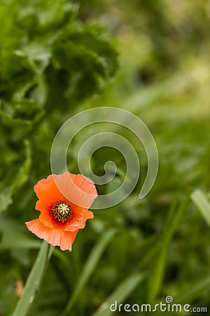 One isolated poppy, green leaves in background Stock Photo