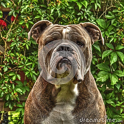 One item on Bull Doggs head in HDR Stock Photo