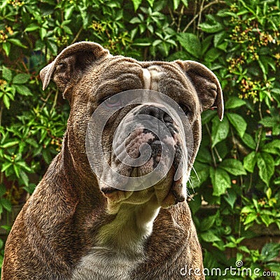 One item on Bull Doggs head in HDR Stock Photo