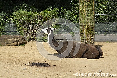 One lama in the zoo. Visiting zoo, summer, family holidays Stock Photo