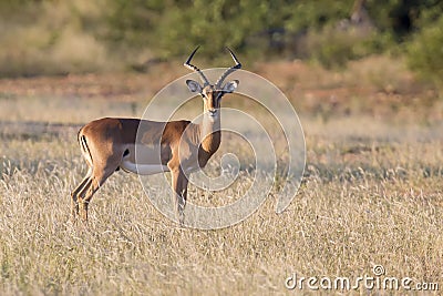 One large impala ram feed on a grassy plain Stock Photo