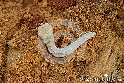 One large long white larva lies on brown wood Stock Photo