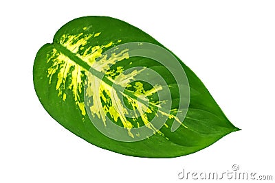 One large oval leaf of a tropical plant Dieffenbachia isolated on white background. Object for design Stock Photo