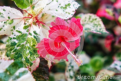 One large pink hibiscus flower, a plant with mottled white-green petals Stock Photo