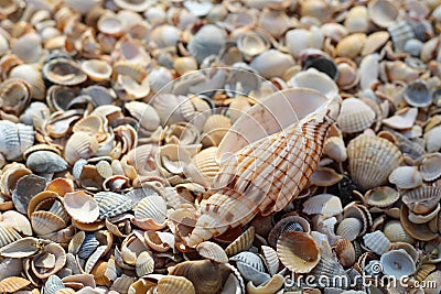 One large seashell lies on top of many small round seashells Stock Photo