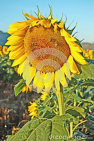 One Large Sunflower Stock Photo