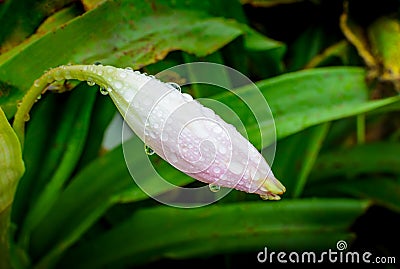 One large unopened white lily bud with numerous drops of water on it after rain. Focus on flower Stock Photo