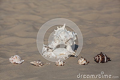 One large, white to black spot and five small, different color shells lying in the sand Stock Photo