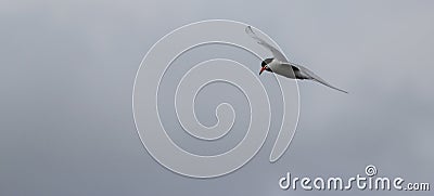 One laughing seagull flying above on a cloudy day Stock Photo