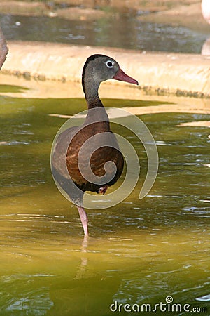 One-legged Duck Stock Photo