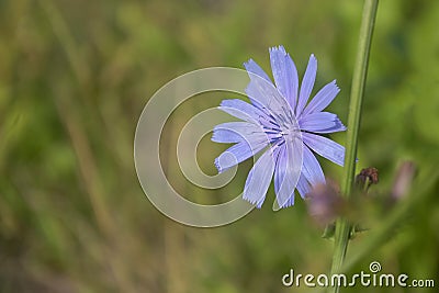 One light blue Chicory flower on background of green grass. Concept of substitute coffee. Summer meadow flower Common chicory Stock Photo