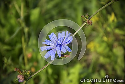 One light blue Chicory flower on background of green grass. Concept of substitute coffee. Summer meadow flower Common chicory Stock Photo