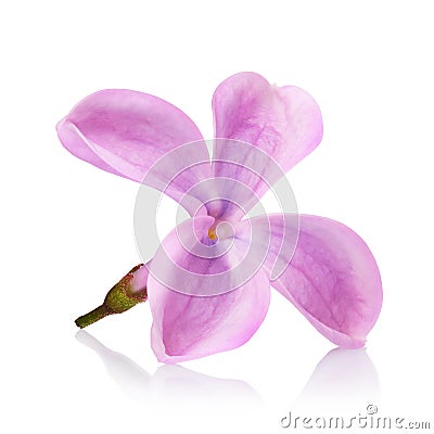 One lilac petal isolated on white background. Stacking photos Stock Photo