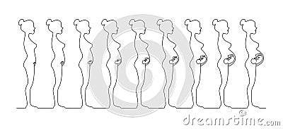 One line pregnant female silhouettes. Changes in a woman`s body in pregnancy. Vector Illustration