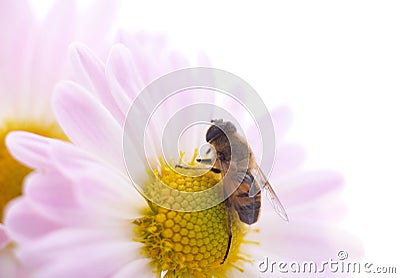 One little bee on the chrysanthemum Stock Photo