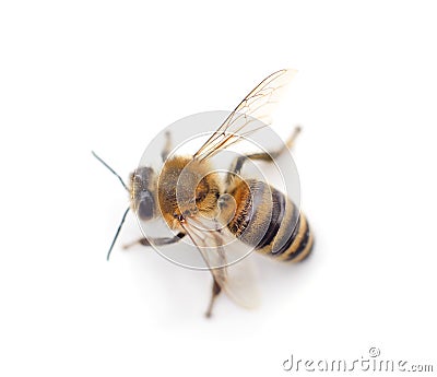 One little bee Stock Photo