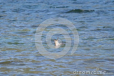 One little bird adventurously diving and hunt fishing in water Stock Photo