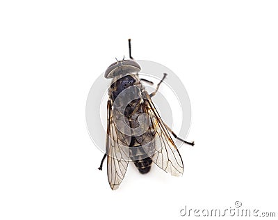 One little gadfly Stock Photo