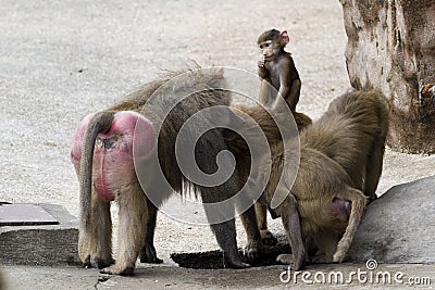 One little monkey Stock Photo