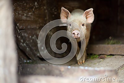 One little scared pig at farm Stock Photo