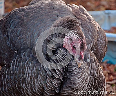 One Live Turkey Stock Photo