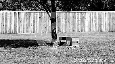 One lone bench by a tree in a large open yard in black and white. Stock Photo