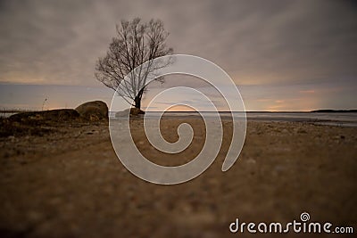 One lone tree on the lake shore at night with starry skies and clouds. The northern lights are visible on the horizon. Access road Stock Photo