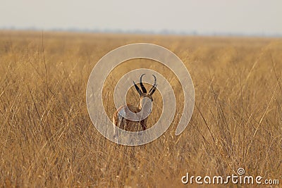 One lonely impala running away in nata in Botswana on holiday. Stock Photo