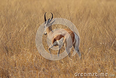 One lonely impala running away in nata in Botswana on holiday. Stock Photo