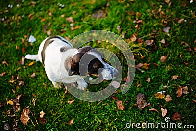 One lonely mongrel spotted dog sit on the green autumn grass with orange leafage on it Stock Photo