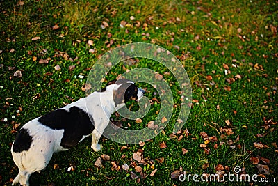 One lonely mongrel spotted dog walk along the green autumn grass with leafage on it Stock Photo