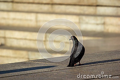 One lonely pigeon on the city street casting long shadow Stock Photo