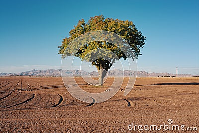 The one lonely tree standing tall. Stock Photo