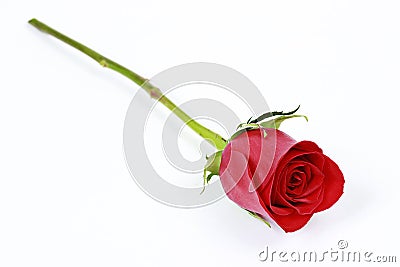 One long stem red rose Stock Photo