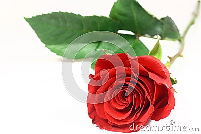 One Long Stem Rose Stock Photo