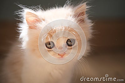 One lovely British shorthair white cream baby kitten Stock Photo