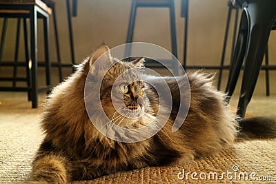 One Lovely Brown Fluffy Hair Persian Cat Squatting on the Floor Stock Photo