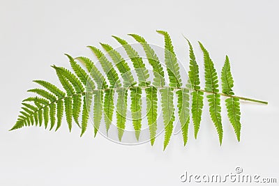 One large curved fern leaf on white Stock Photo