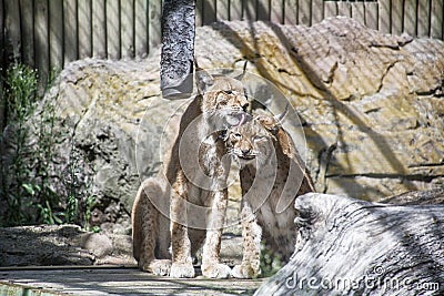 One lynx is liking another lynx in the cage Stock Photo