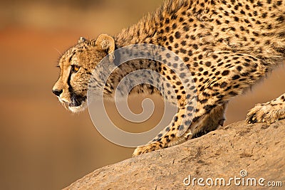 One Male Cheetah on a rock Kruger Park South Africa Stock Photo