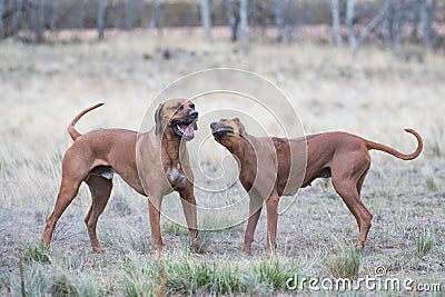 One male and female Rhodesian ridgeback dogs are playing happily Stock Photo